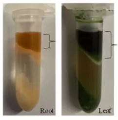 Figure 3. Protein extraction from roots and leaves (upper layer: phenol-protein extract after extraction).